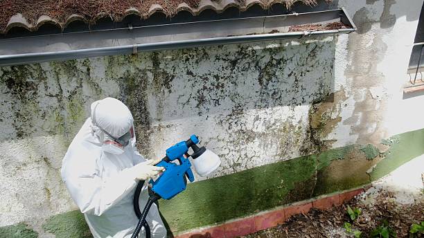 Top rated local Mold Remediation specialists in Paradise, PA